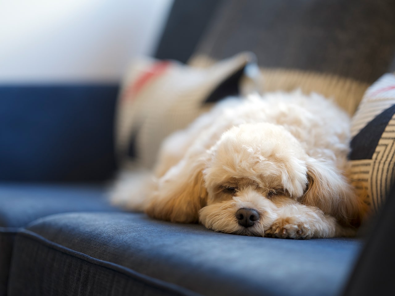 Studio Arkell Office Dog